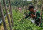 ‎Haru, Serda Israil Turun Bersama Petani Panen Cabai di Lebakharjo Malang